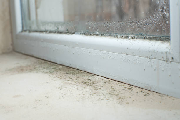 Best Preventive Mold Services in USA